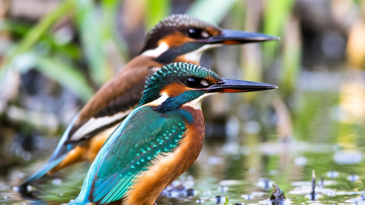 Green and Ringed Kingfishers